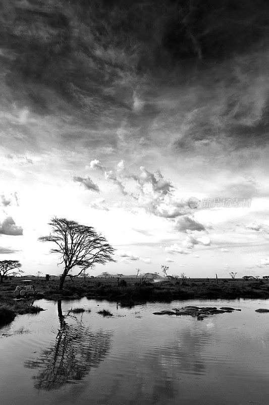 孤独的非洲相思树-反射
