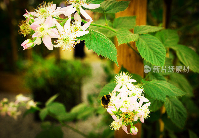 大黄蜂给苹果花授粉