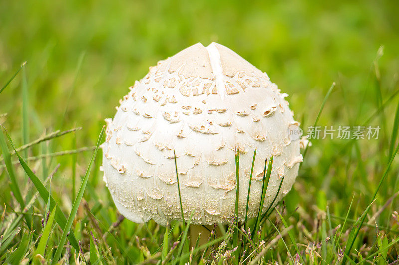 大蘑菇生长在草地上的特写