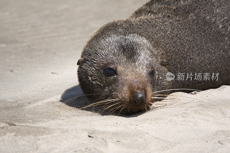 新西兰海狗