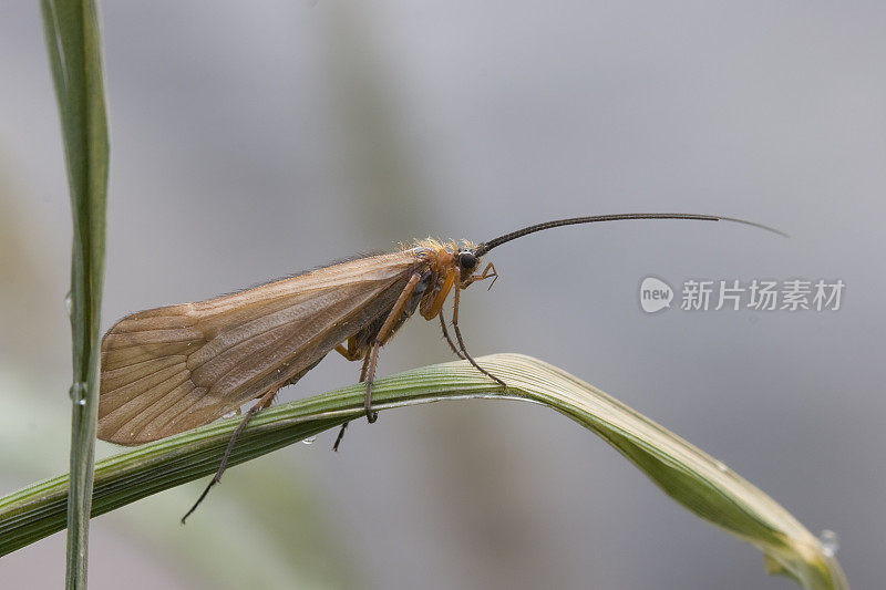 毛翅蝇(Trichoptera)