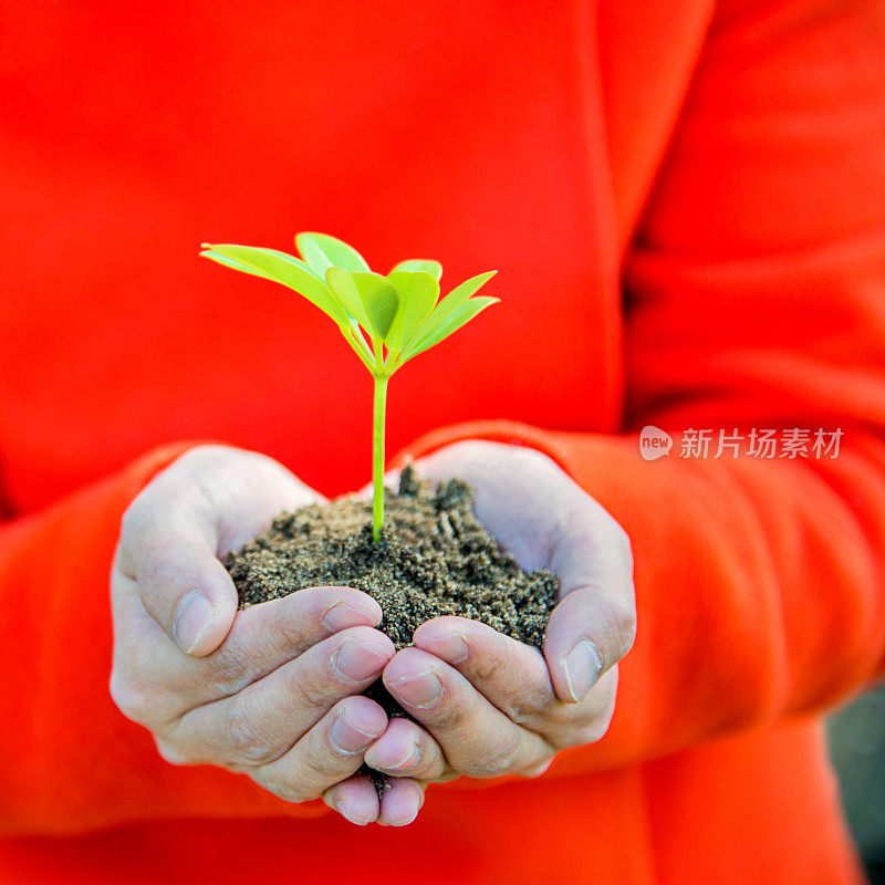 一株植物在女性手中