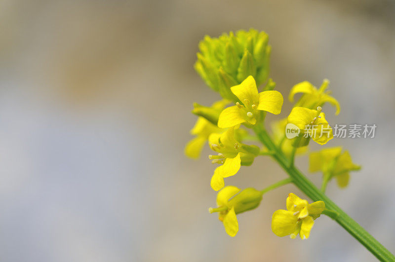 春天的黄花