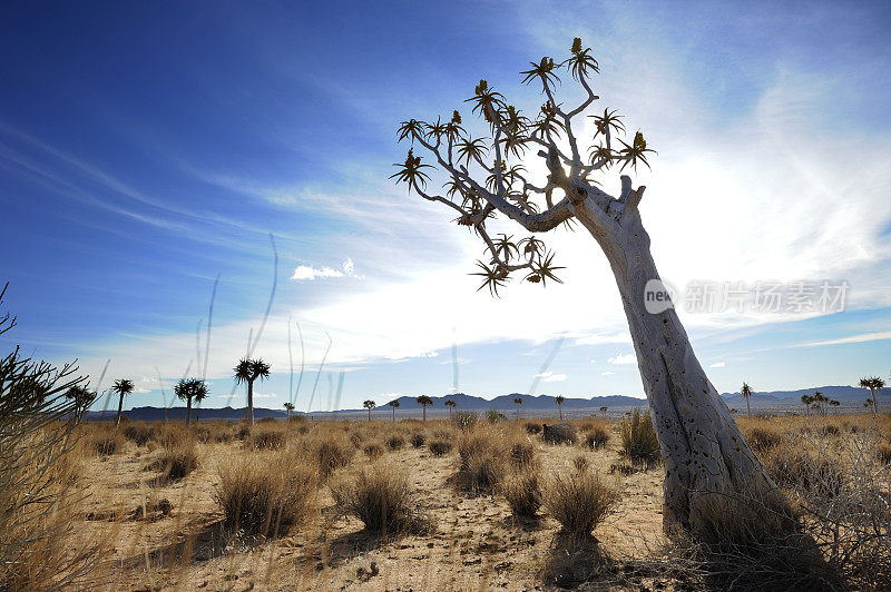 在纳米比亚的边境，一棵箭袋树对着聚集的云