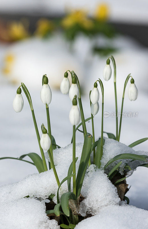 花莲，冬天的雪花莲