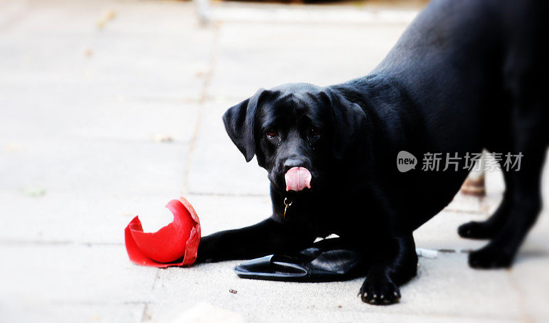 黑色的拉布拉多犬用破碗舔着嘴