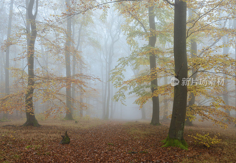 深秋有雾的山毛榉林