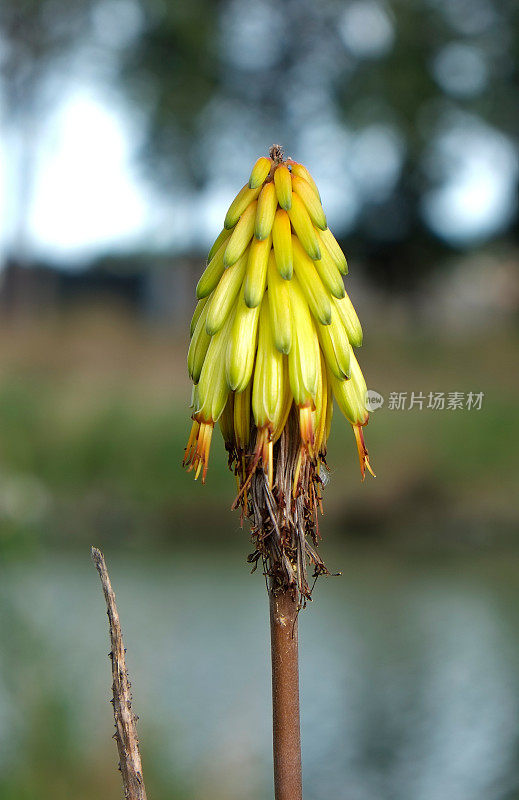 Camargue的花-三联花或火炬百合