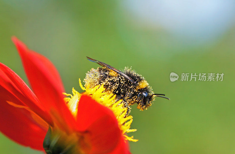 蜜蜂在大丽