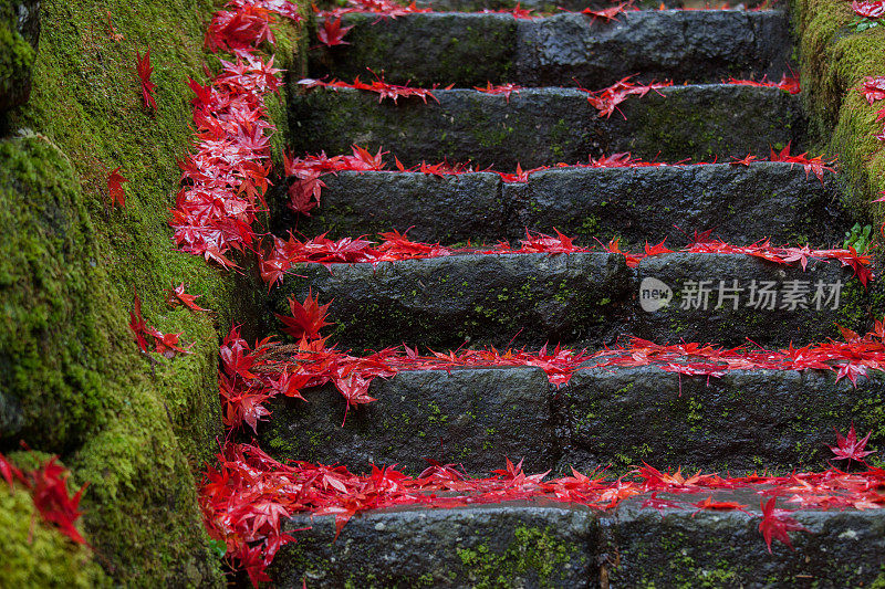 石头台阶上覆盖着美丽的红色枫叶