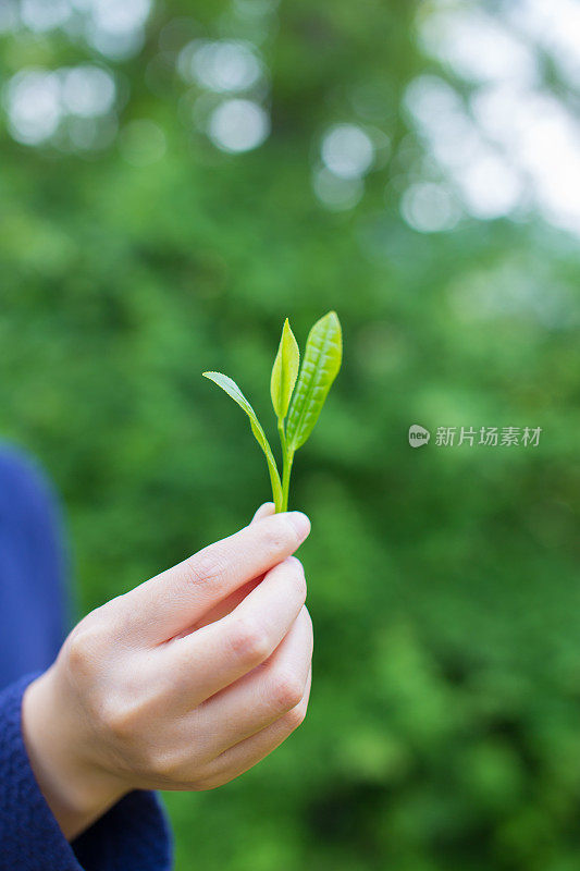 新鲜的绿茶