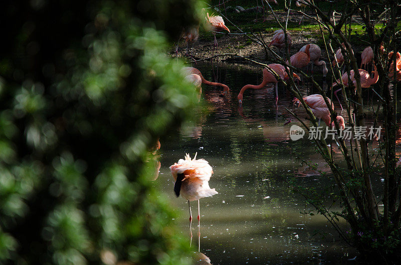 美丽的粉红色火烈鸟在湖里