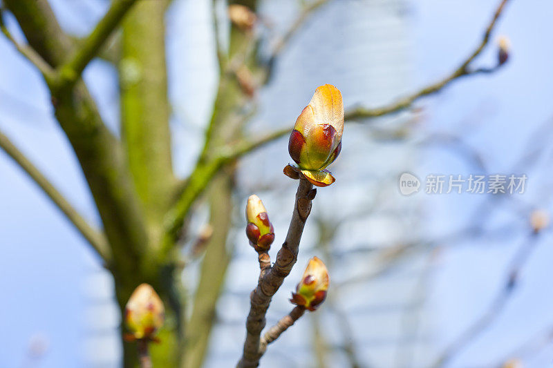 绿色的栗树芽，科隆