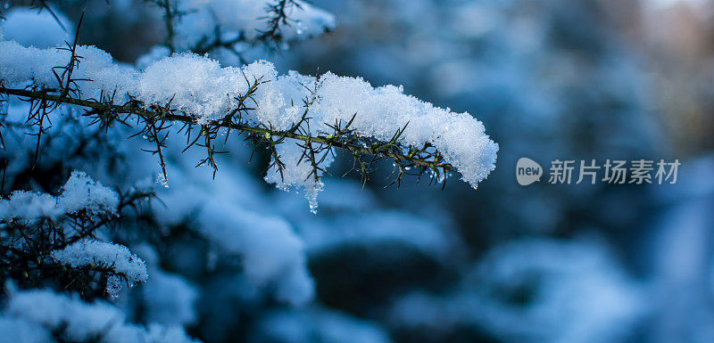 树枝上的雪的特写