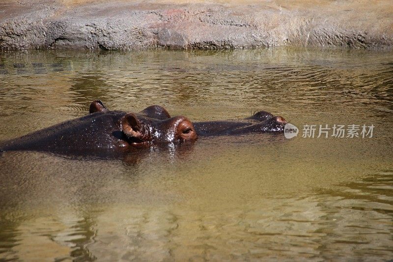 河马在水中