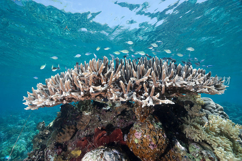 印度尼西亚苏拉威西岛布肯岛的鹿角珊瑚和豆娘鱼。