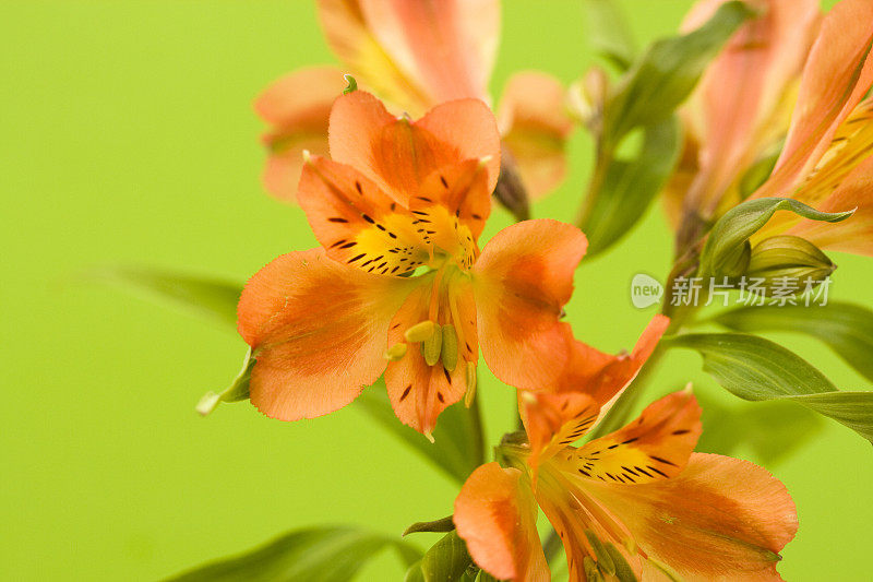 橙色Alstroemeria花