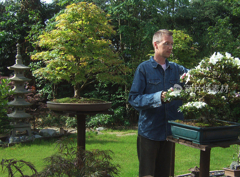 男子修剪盆景树在日本花园的形象