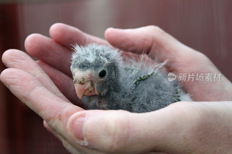 婴儿绿色Kakariki