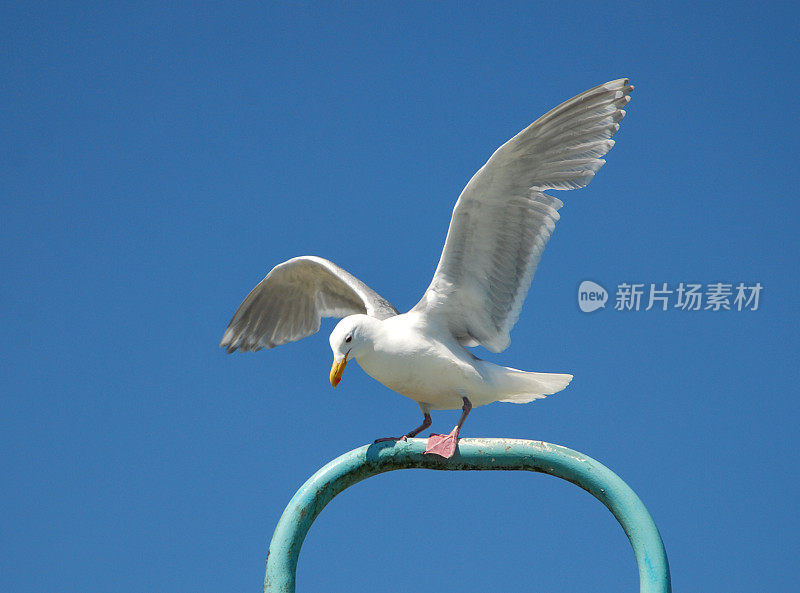 海鸥