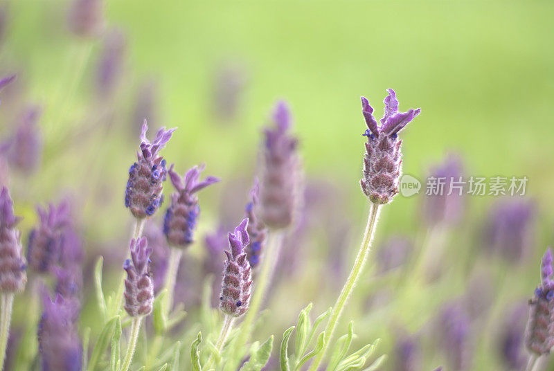 熏衣草在风中