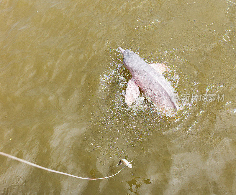 野生粉红河豚游泳在亚马逊，巴西
