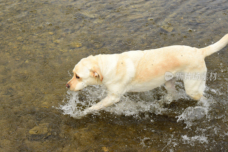 拉布拉多寻回犬