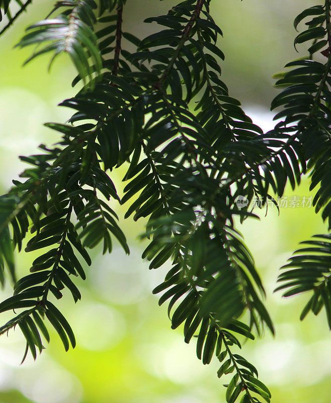 红豆杉(taxus-baccata)的树枝和有毒针叶图片