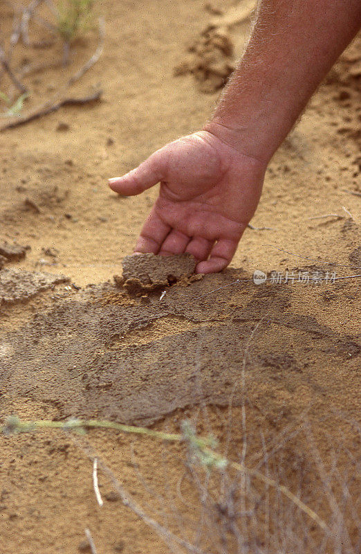 腾格里沙漠隐生生物土壤结皮