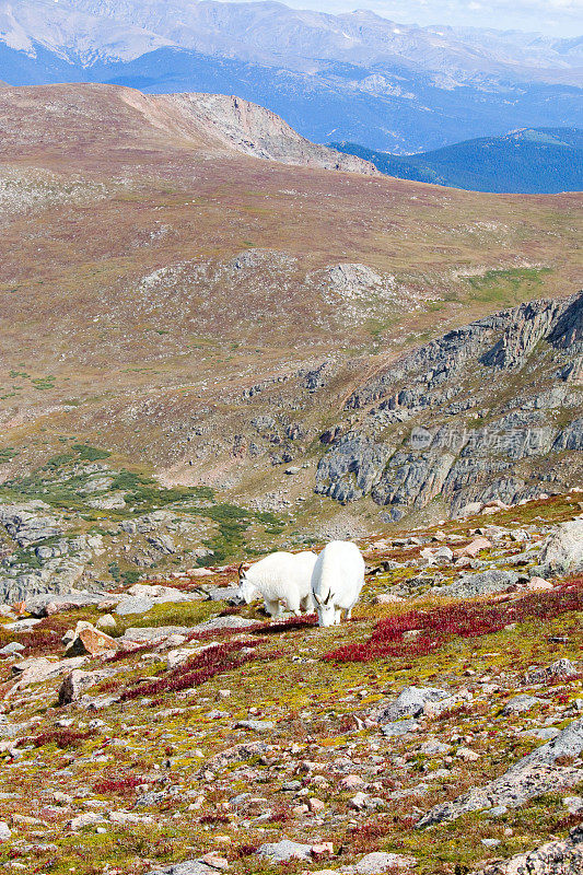 阿拉帕霍国家森林比尔施塔特山上的山羊