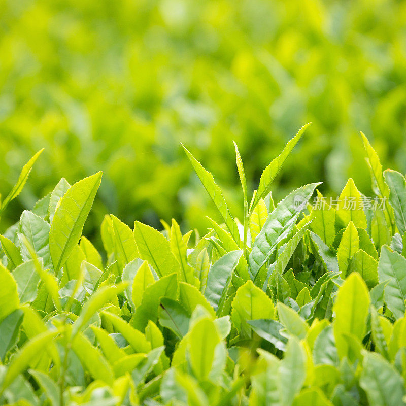 茶叶种植特写镜头