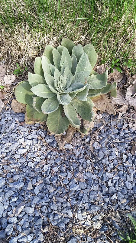 羔羊穗毛蕊草植物生长在砾石复制空间