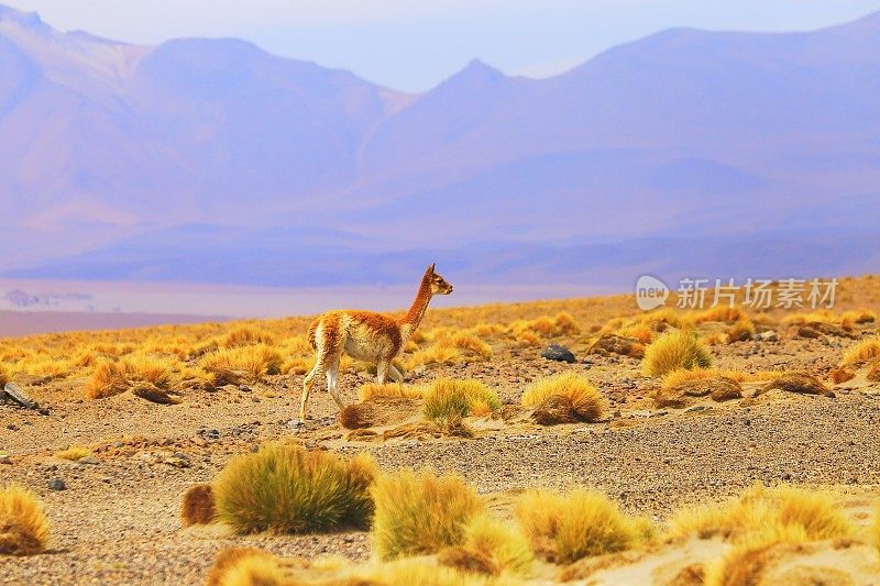 麋鹿，野生动物在玻利维亚安第斯高原和田园诗般的阿塔卡马沙漠，火山景观全景-波托西地区，玻利维亚安第斯，智利，Bolívia和阿根廷边境
