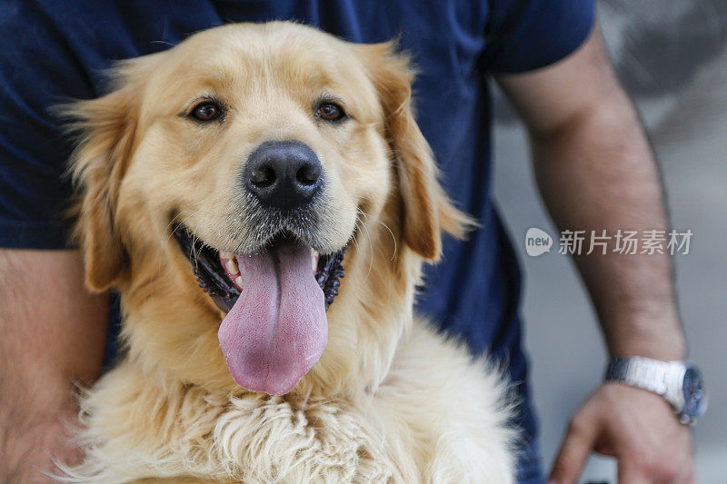 金毛猎犬的狗