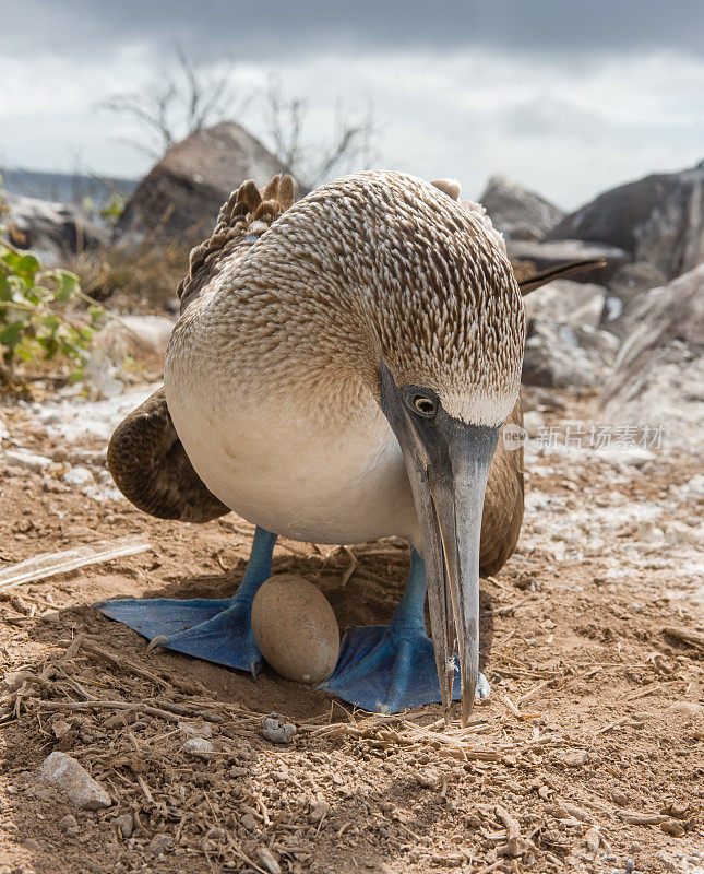在加拉帕戈斯群岛的埃斯帕诺拉岛上，蓝脚鲣鸟正在筑巢