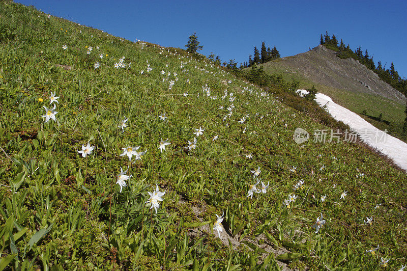 高山草甸的雪崩百合在奥林匹克国家公园