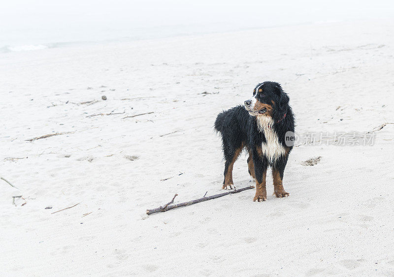 比利时曾嫩猎犬站在波罗的海的海滩上