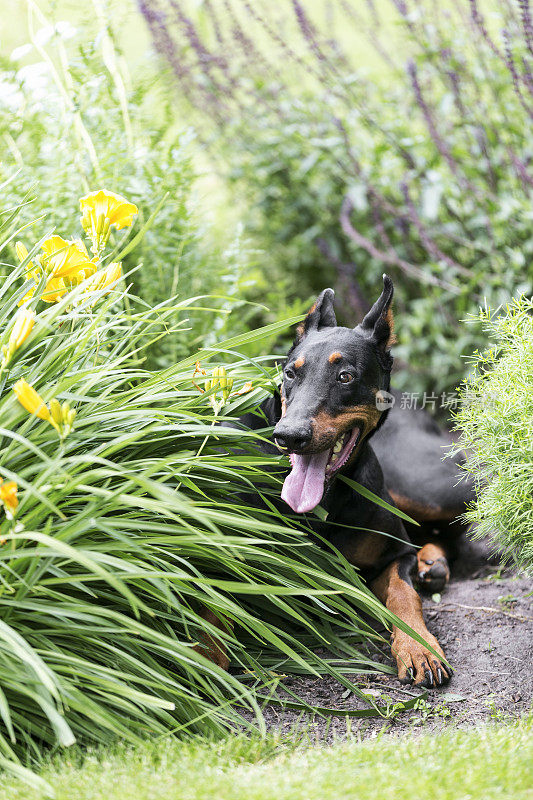 杜宾犬