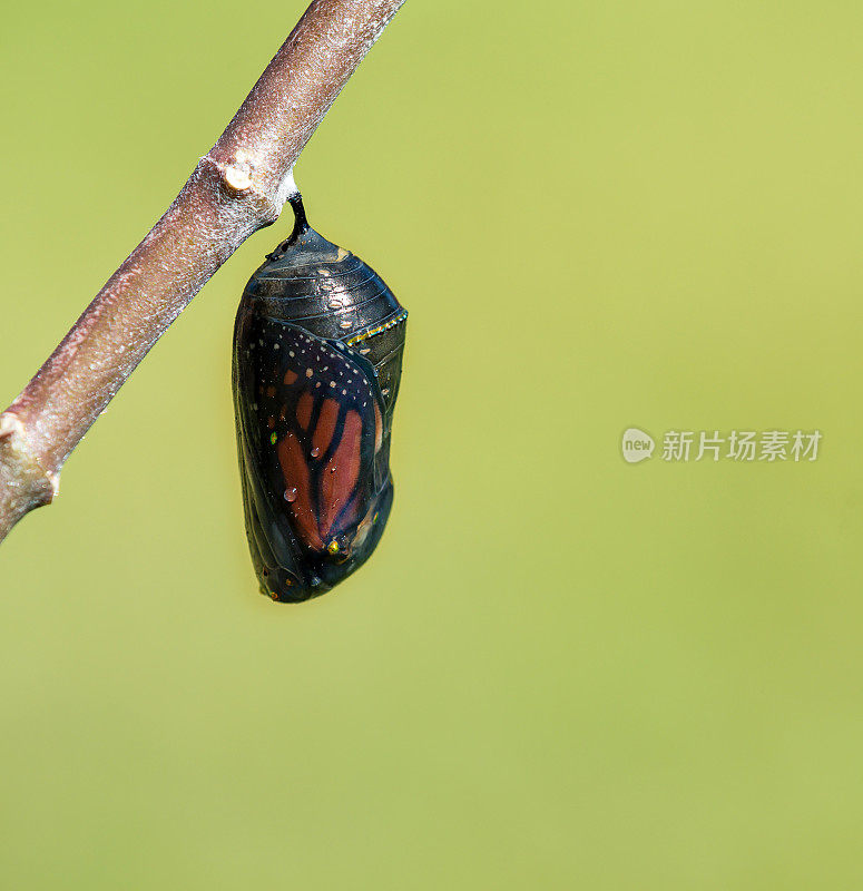 黑脉金斑蝶蛹