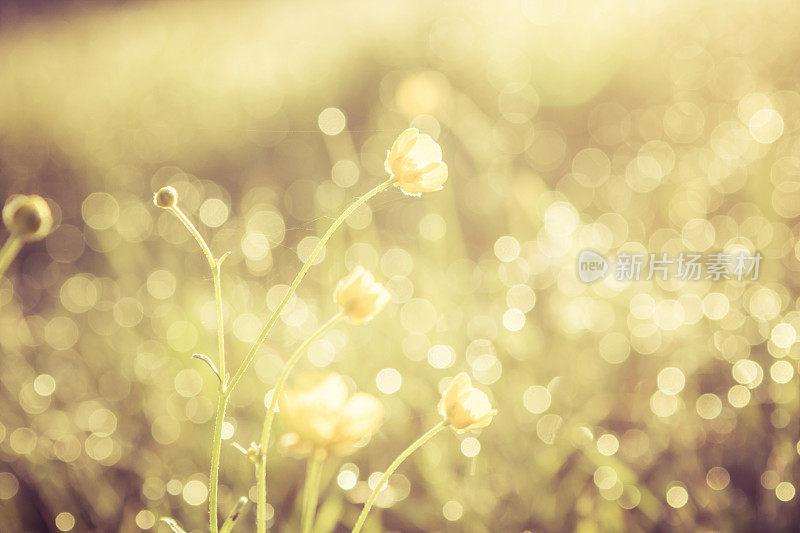 夏日草地鲜花，金色抽象背景概念，柔和焦点，散景，暖色调