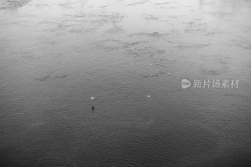 海鸥在水面上飞翔:正上方的景色