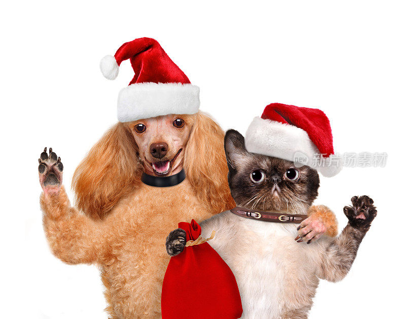 猫和狗戴着红色的圣诞帽