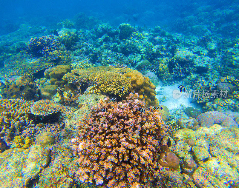 珊瑚礁水下背景。不同的珊瑚形状。珊瑚礁中的珊瑚鱼。