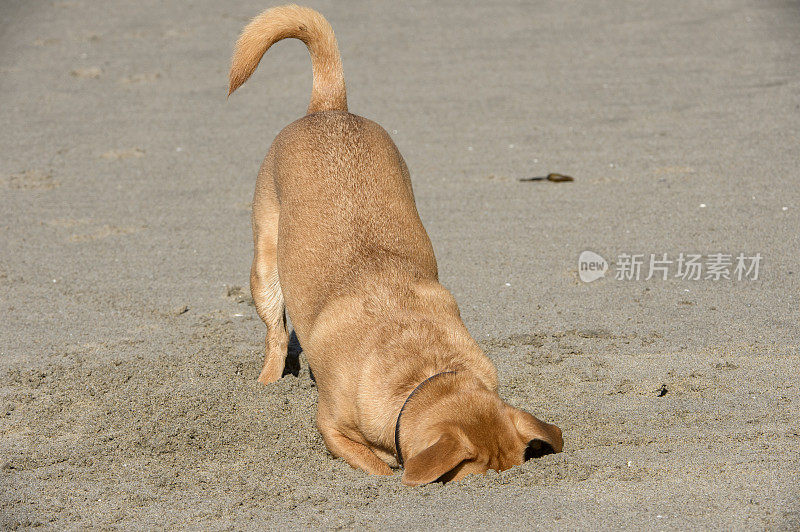 头埋在沙子里的棕色狗