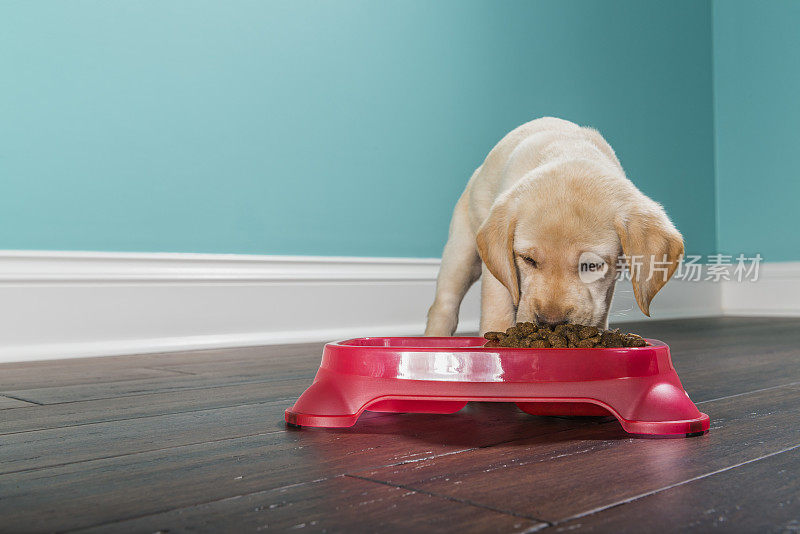 一只7周大的黄色拉布拉多犬正在吃宠物盘里的食物