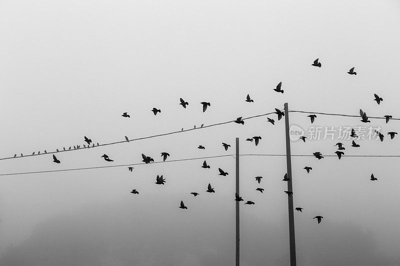 鸟儿在雾中靠近电线飞行