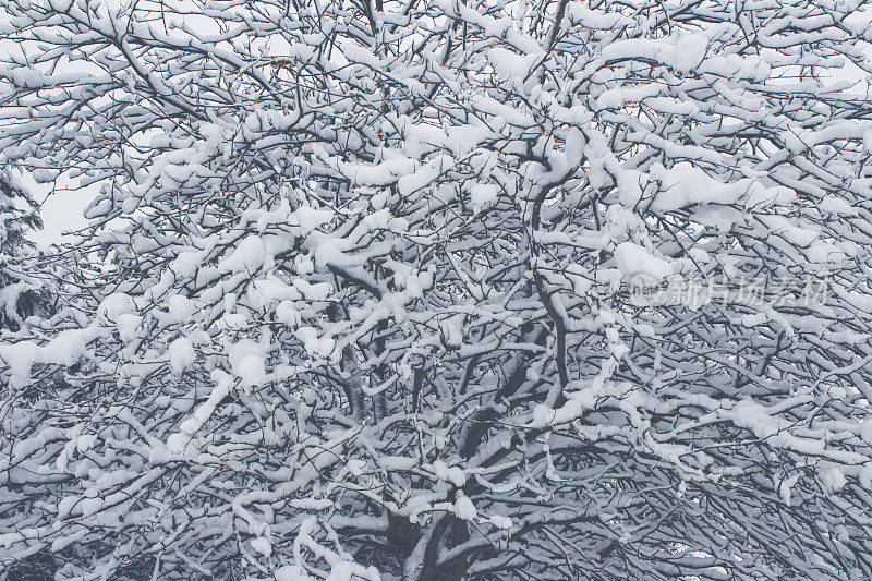 什罗浦郡雪场景