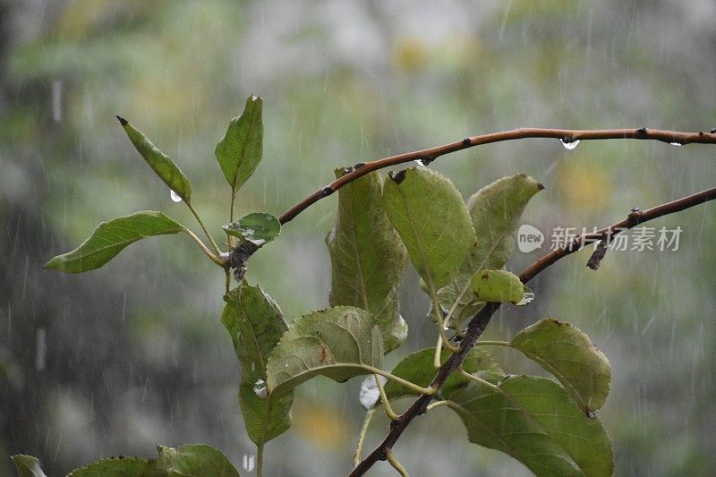 雨中的一棵树