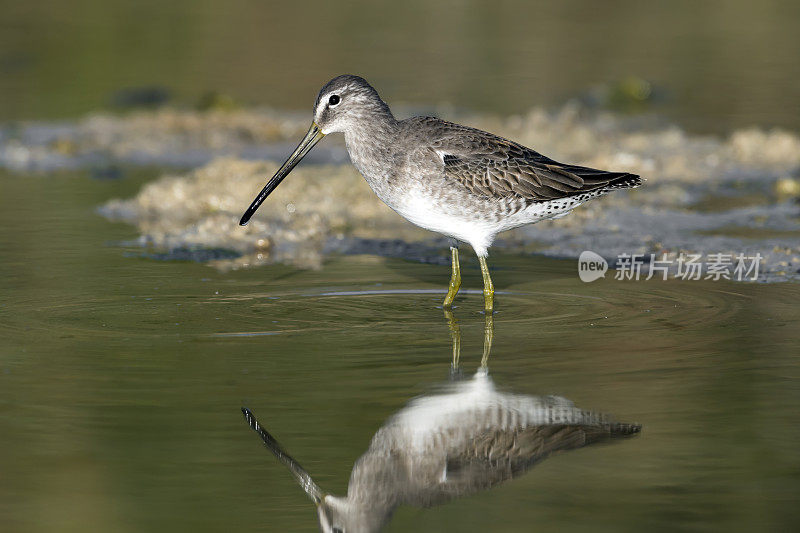 带有反射的长喙Dowitcher