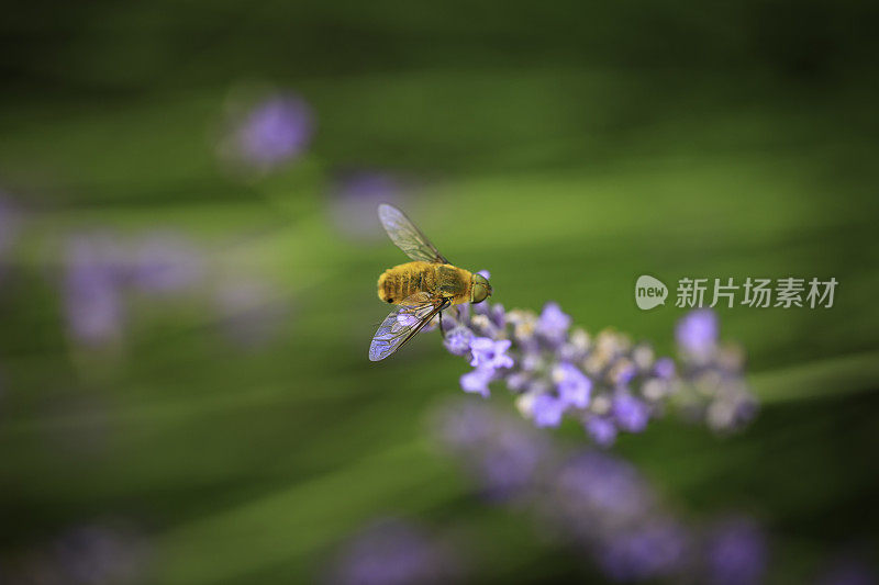 薰衣草地里的蜜蜂